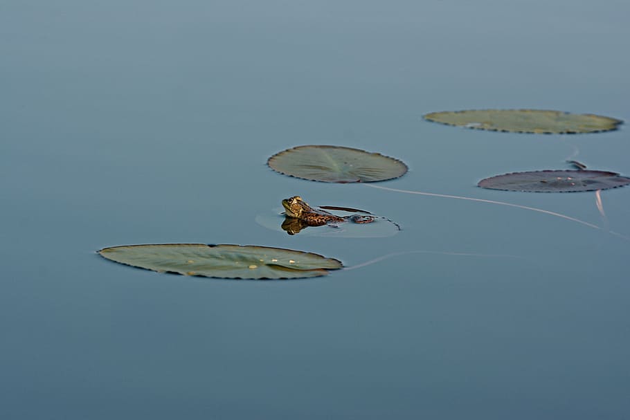 frog, lily pads, lily, pad, amphibian, pond, water, lilypad, toad, animal