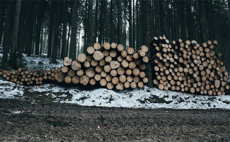 marrón, troncos de madera, madera marrón, troncos, lote, bosque, gris, verde, nieve, árboles
