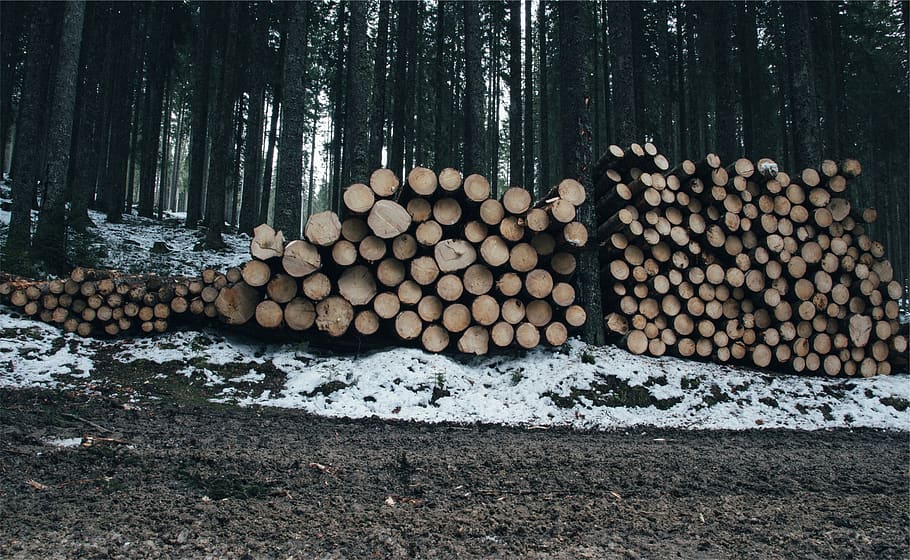 kayu, kayu gelondongan, hutan, tanah, lumpur, pohon, mencatat, tumpukan, salju, musim dingin