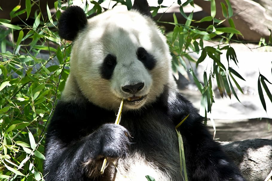 makan, rumput bambu, Panda, bambu, rumput, beruang, kebun binatang, hewan, margasatwa, liar