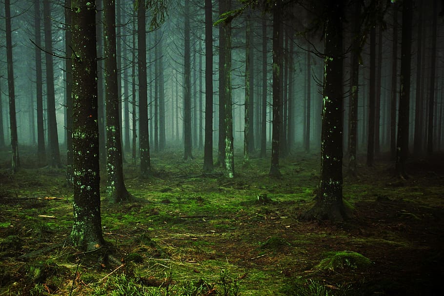 forest trees, forest, fog, tree trunks, trees, nature, mood, colourless, pine forest, atmosphere