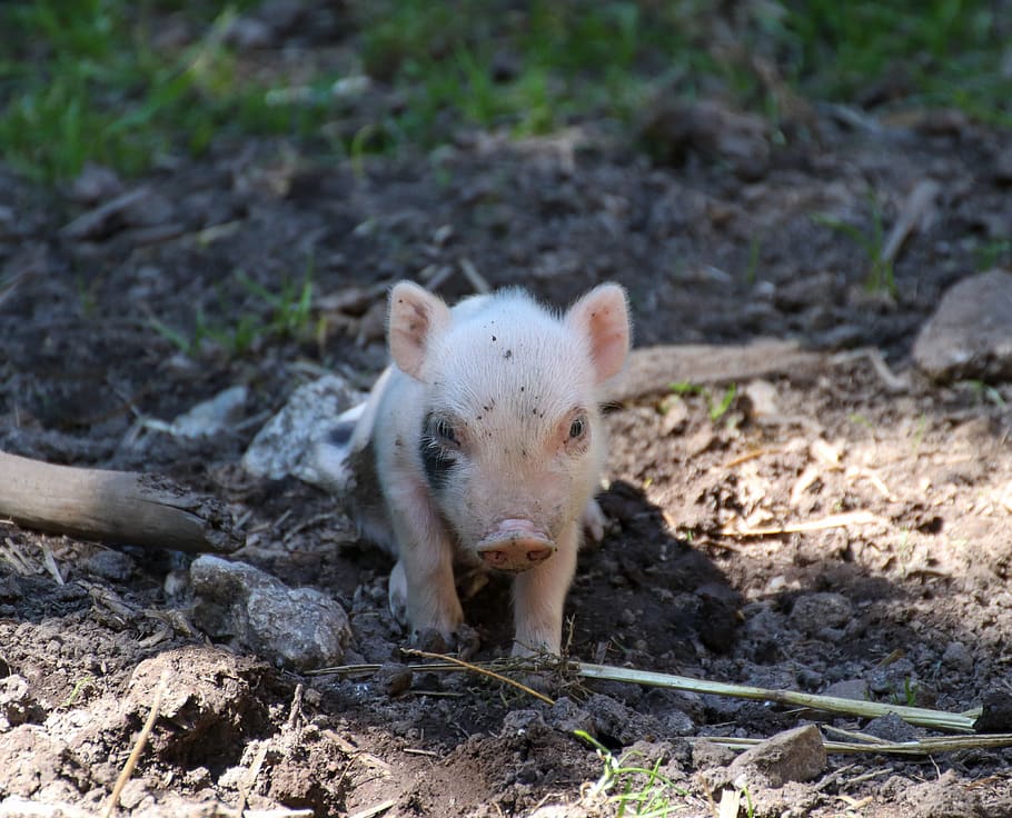piglet, pig, luck, farm, cute, animal, sow, mammal, agriculture, young