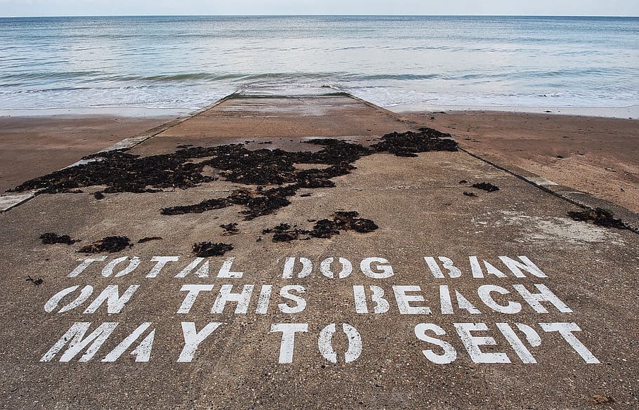 anjing, melarang, pantai, kebersihan, berhenti, larangan, kotoran, tinja, bersih, kotor