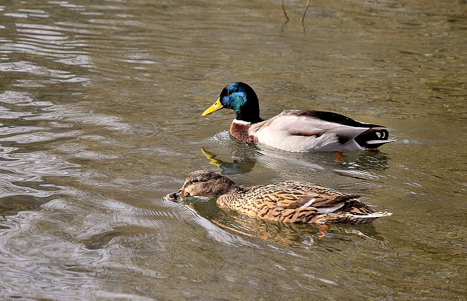 male, female, mallard ducks, pair of ducks, lovers, pond, spring, animal themes, animals in the wild, water