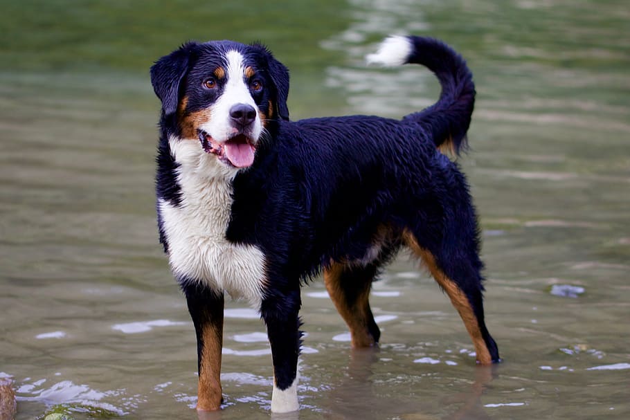 adult, tricolor, appenzeller sennenhunde, animals, dog, animal portrait, in the water, pets, animal, canine