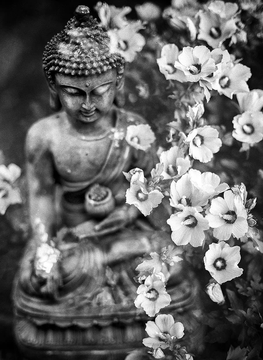 budai, petaled flowers, Buddha, Flower, Buddhism, Religion, meditation, faith, buddhist, religious