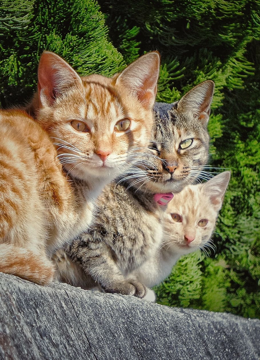 orange, brown, tabby, cats, gray, surface, cat, group, three, stare