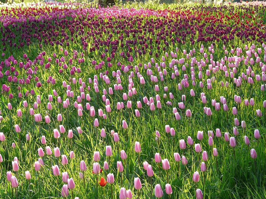 red, tulips field, daytime, Tulip, Field, Tulips, Pink, tulip field, light pink, tender