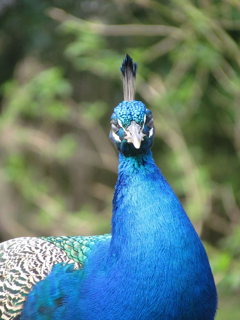 peacock, animal, bird, plumage, nature, blue, bodnar, animals, close, feather