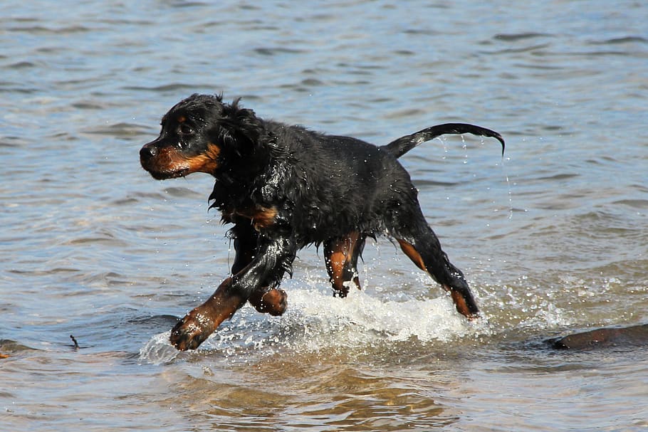 cachorro, setter, gordon, animal, animal de estimação, água, nadar, mar, correr, canino