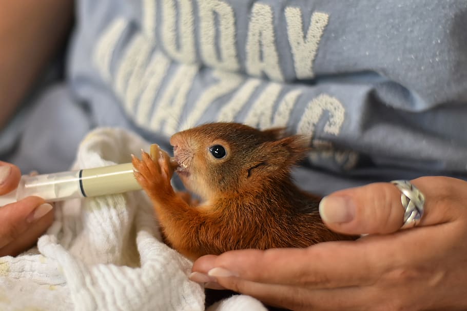 squirrel, young animal, foundling, beef up, saved, feed, feeding, small, young, cute