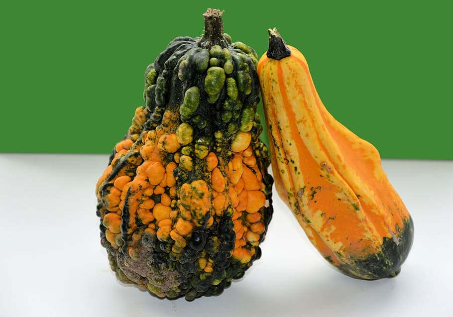 foto de enfoque, dos, calabazas verdes y naranjas, calabaza, ornamentales, frutas, decoración, otoño, acción de gracias, naranja
