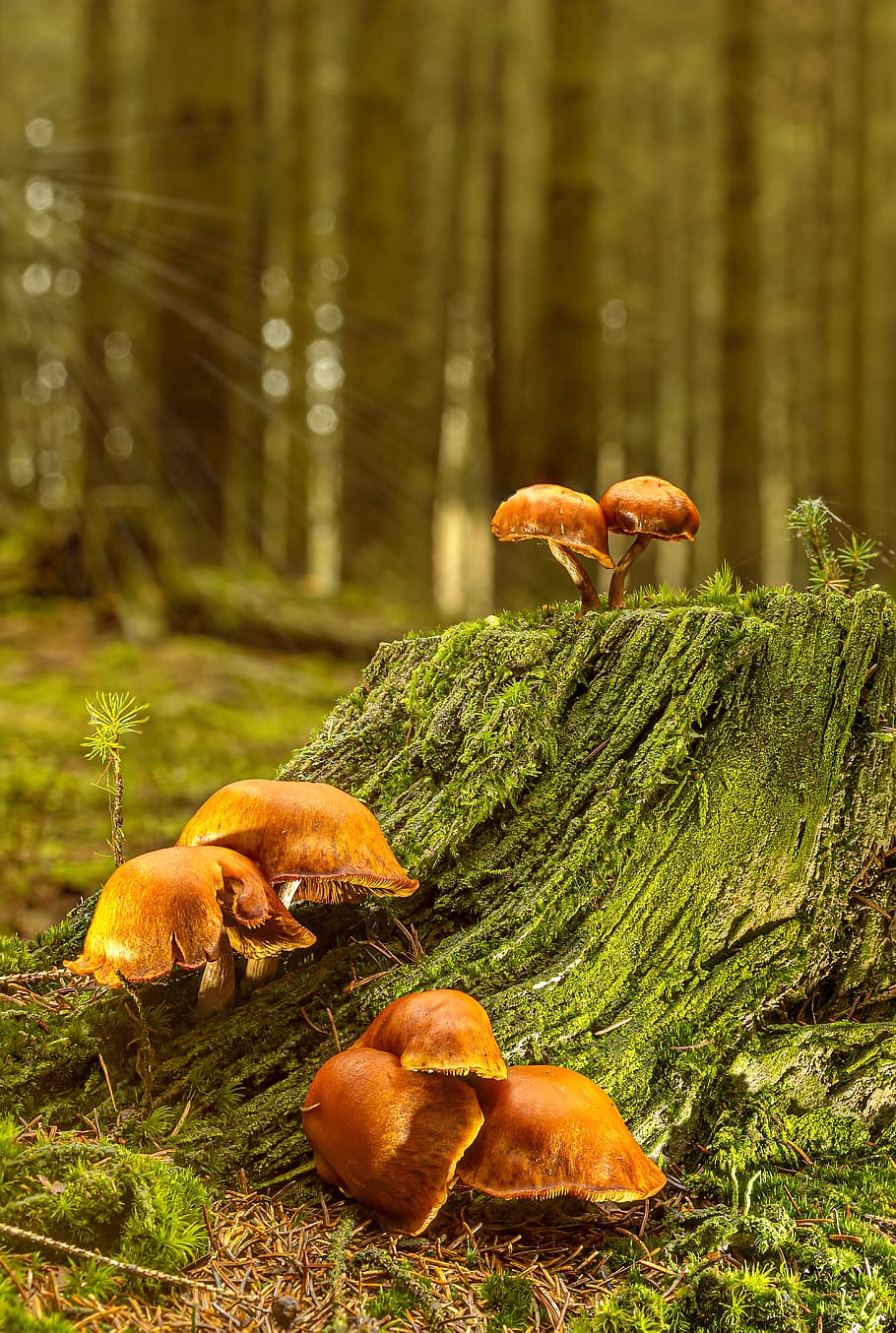 mushrooms, sponge, small mushroom, disc fungus, autumn, forest mushroom, mushroom collection, log, branch, nature