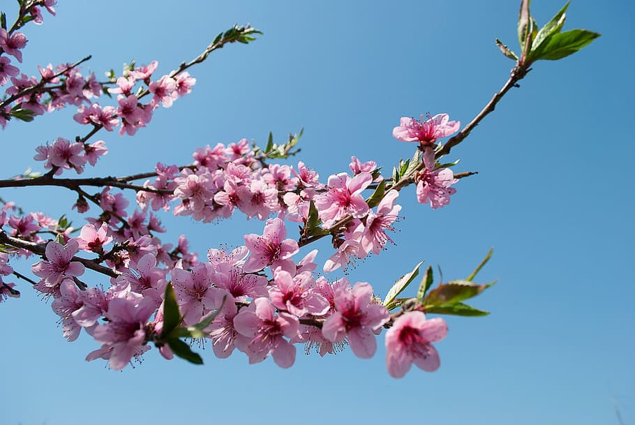shallow, focus photography, pink, flowers, flowering tree, petals, petal, peach, peach blossoms, bloom