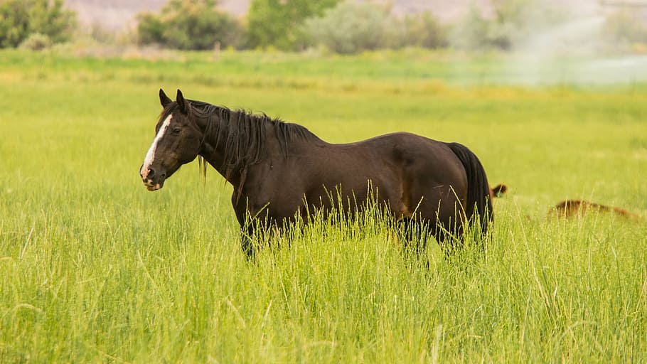 black, horse, walking, grass field, daytime, white, amidst, grass, green, animal