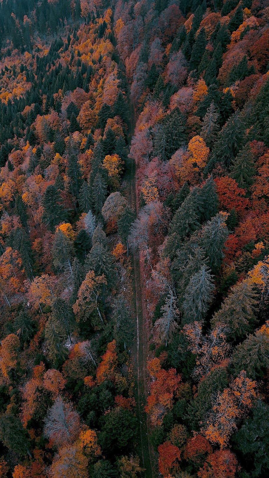 forest, color, red, road, mountain, fall, wallpaper, smartphone, tree, plant