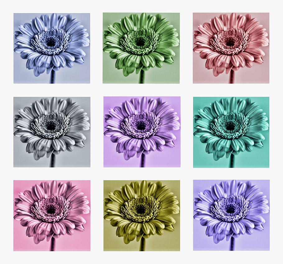 assorted-color, gerbera, daisy, flowers, collage, spring, floral, blossom, natural, bloom