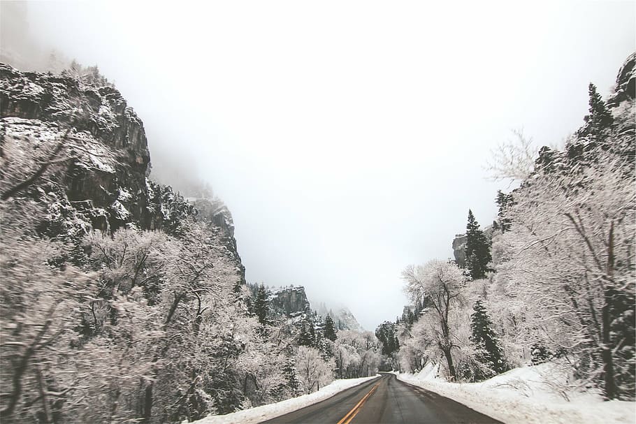 道路, 雪に覆われた, 木, 丘, 雪, ネクタイ, 冬, 氷, 凍結, 氷結