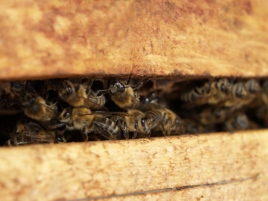 insect, bee, close, nature, honey bee, macro, honey, animal, collect honey, beekeeper
