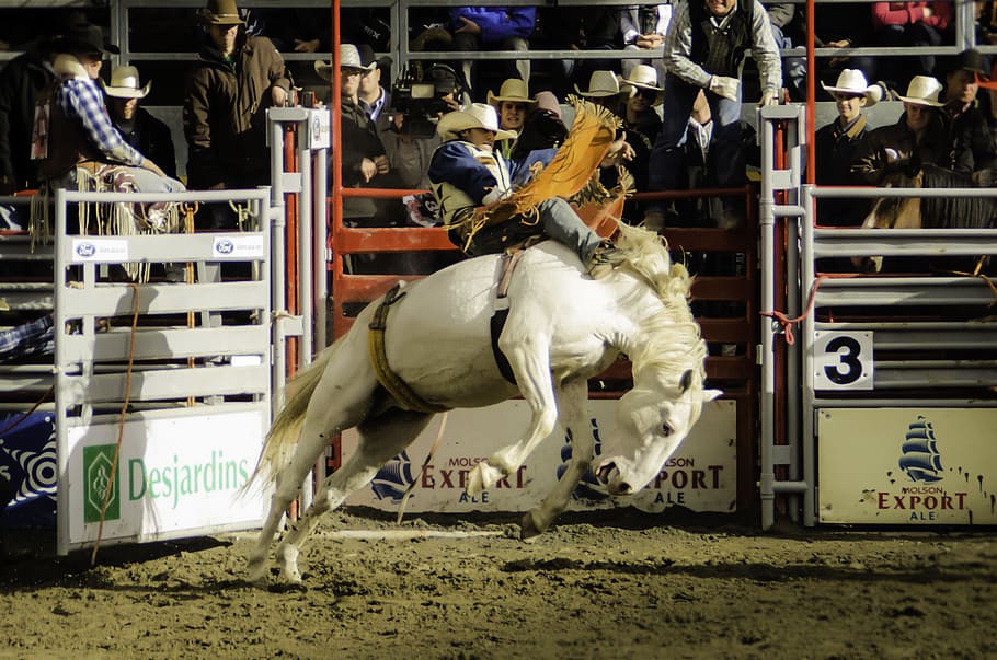 contest, livestock, rodeo, cavalry, stadium, sport, action, horse, jump, jumper