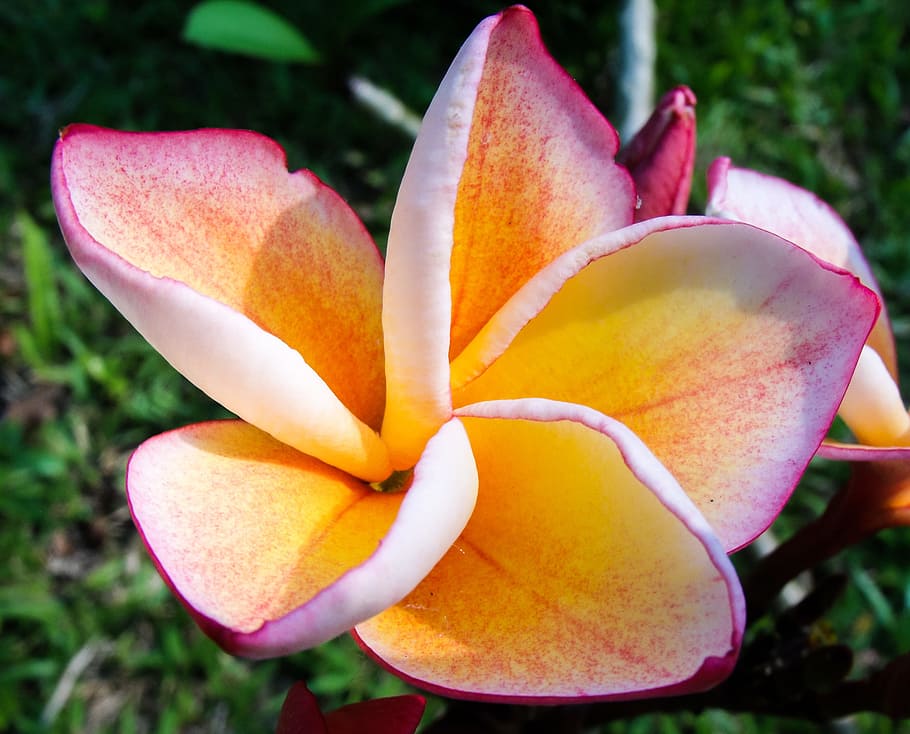 selective, focus photo, pink, orange, 5-petal, 5- petal flower, daytime, selective focus, petal, flower