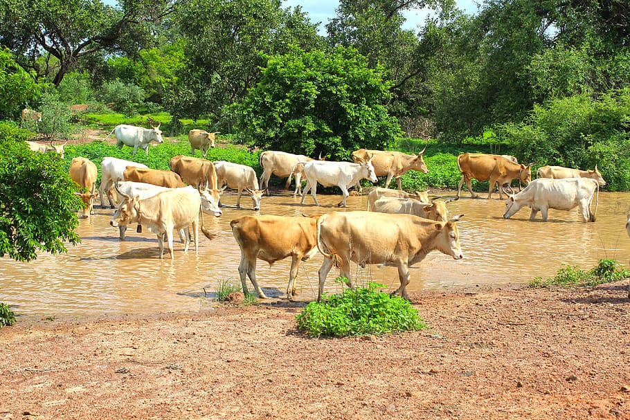 sapi, aliran, ternak, alam, pemandangan, hijau, sungai, hewan, air, pedesaan