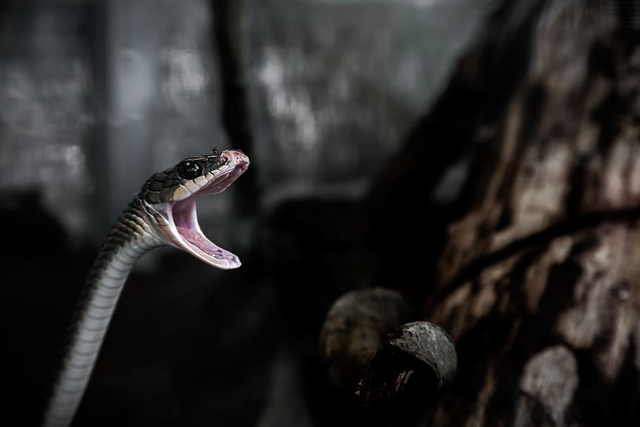 snake opening, mouth, wide, animal, reptile, snake, animal themes, one animal, animal wildlife, animal body part