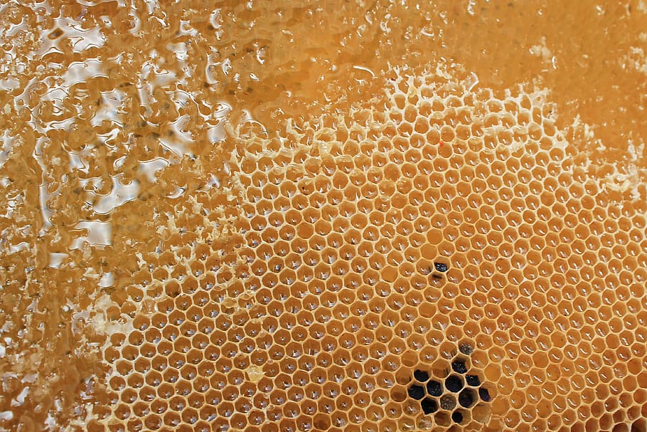 brown honeycomb, honeycomb, honey, delicious, sweet, beehive, bee, beeswax, yellow, hexagon