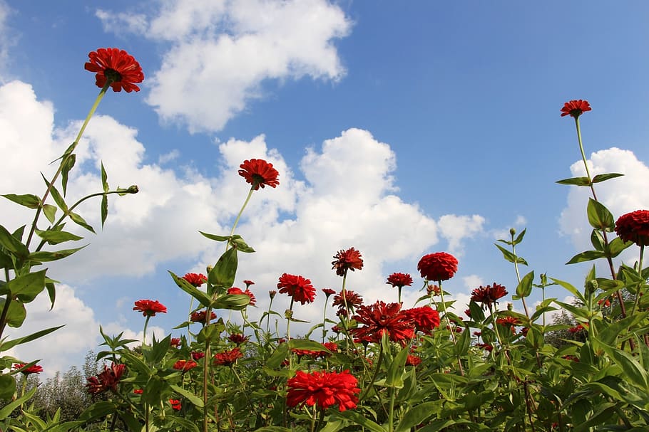 flowers, red flowers, flowery sky, ambition, reaching, stretching, tall, high, blooming, flowering plant