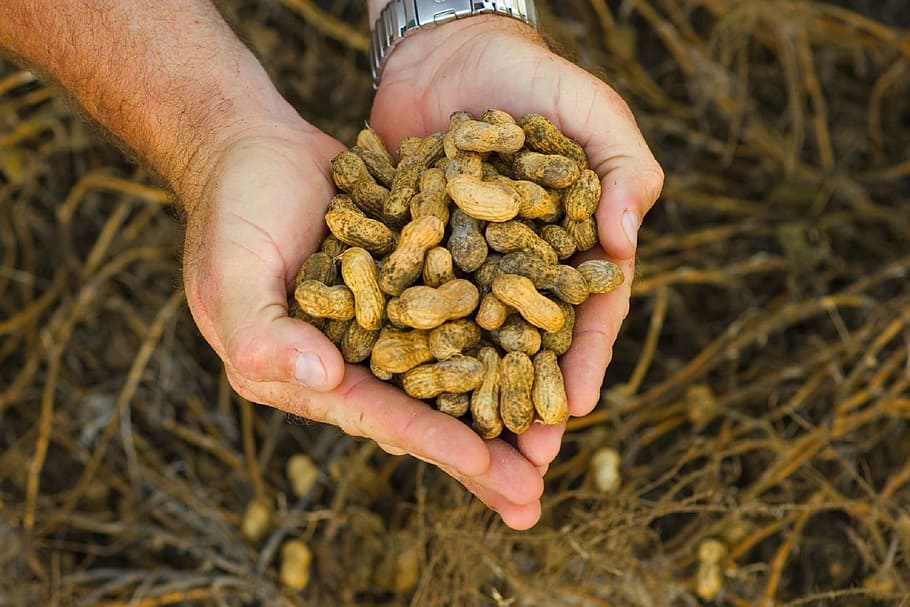 person, holding, brown, Peanuts, Raw, Agriculture, Food, Legume, ingredient, snack