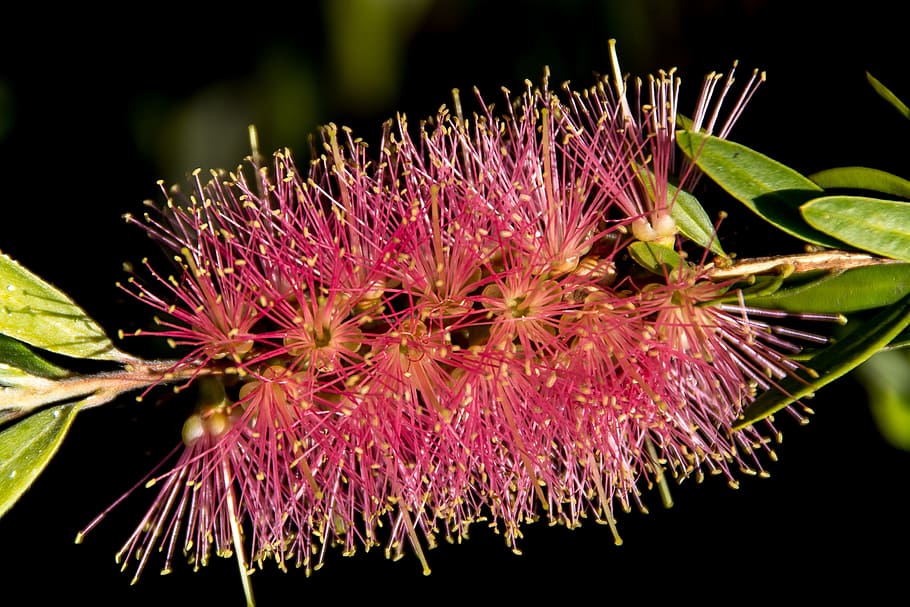 bottlebrush, flower, callistemon, pink, bright, delicate, flora, native, garden, australia