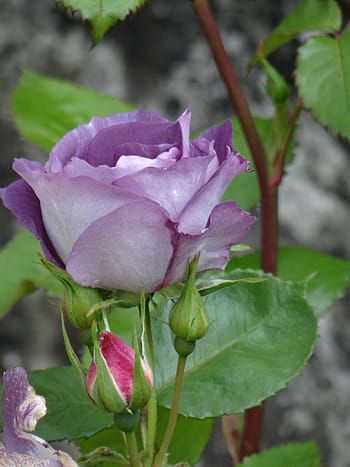 Página 18 | Fotos flor rosa violeta libres de regalías | Pxfuel