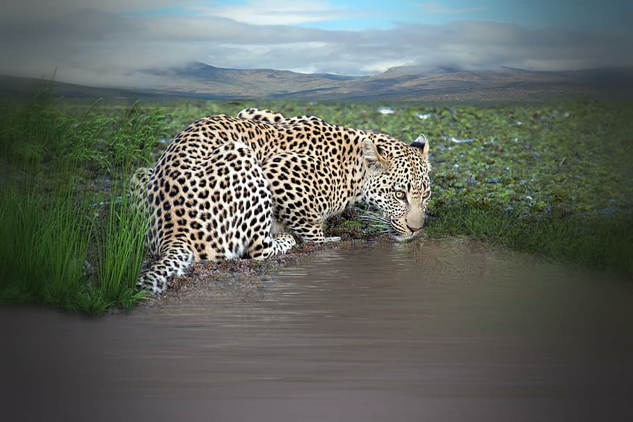 shallow, leopard, body, water, animal, drink, watering hole, water hole, predator, panthera pardus