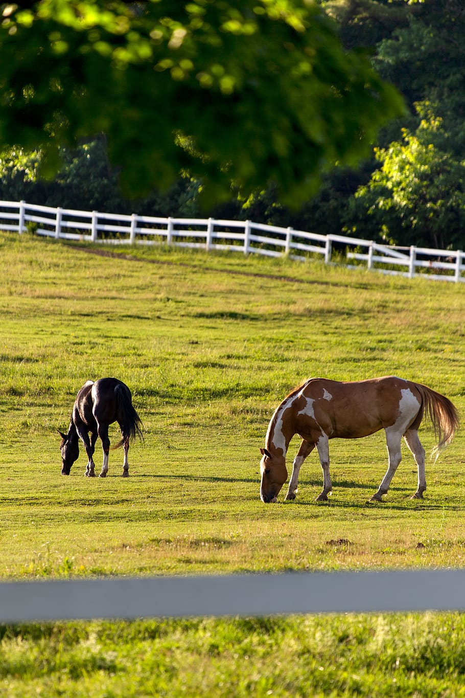 horses, pasture, fence, grazing, equine, horse, field, sunshine, animals, equestrian