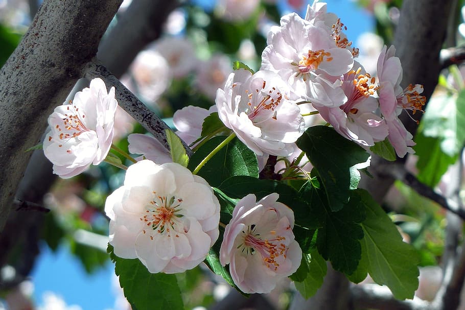 selective, focus photography, white-and-red petaled flowers, bloom, cherry, blossom, flowers, fresh, floral, summer