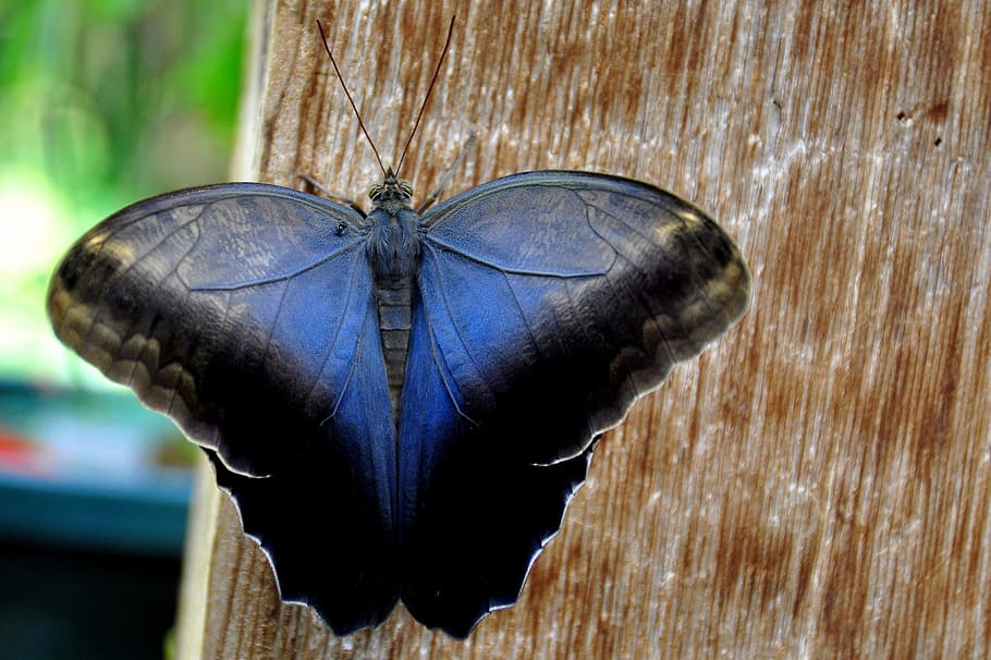 azul, negro, mariposa, crema, búho, naturaleza, entomología, búho crema, antenas, caligo