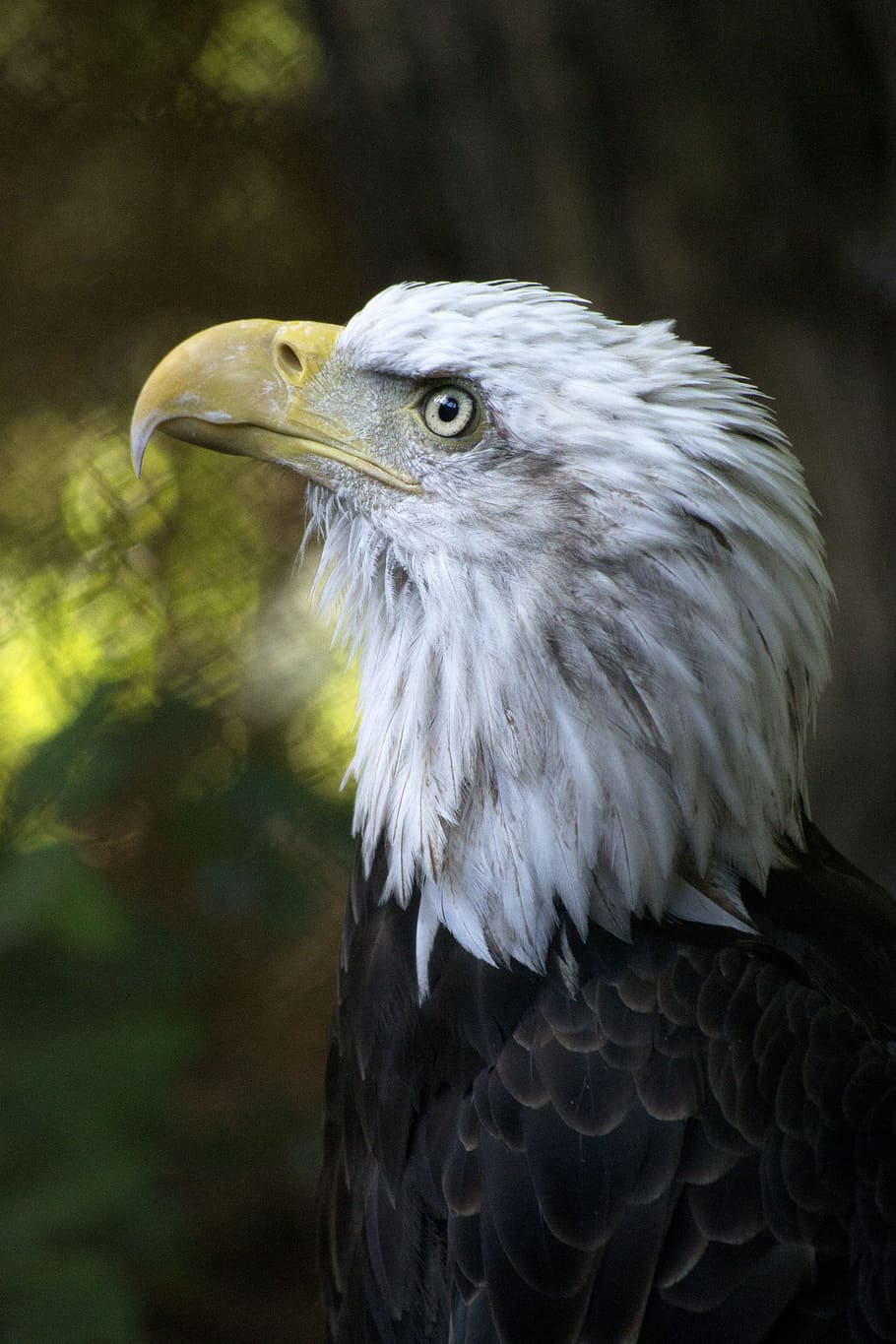 eagle facing sideways, Eagle, Bald, American, America, Bird, raptor, wildlife, nature, predator