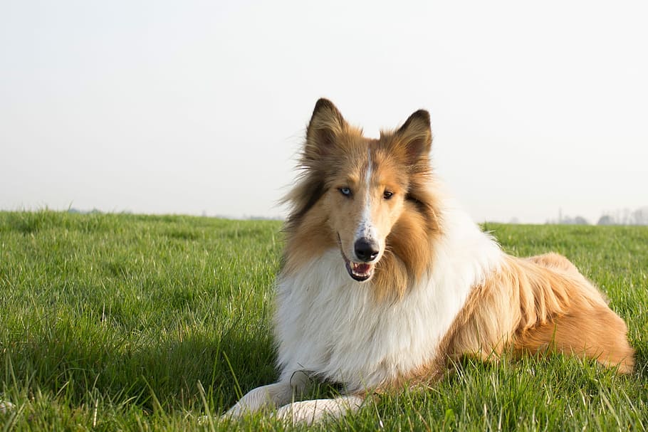 adulto, bronceado, blanco, perro pastor de Shetland, acostado, campo de hierba, collie, perro, mascota, animal