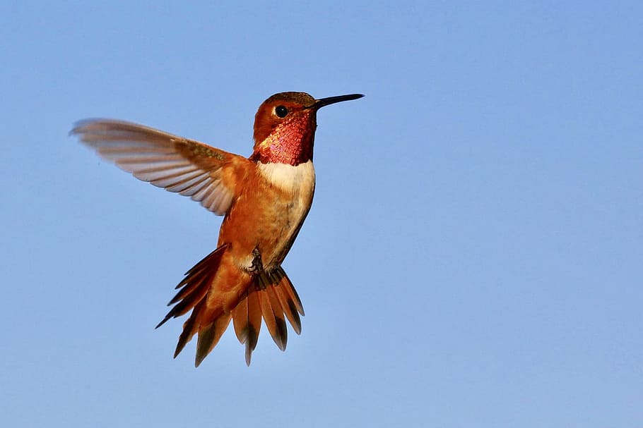 red, white, hummingbird, bird, wings, flying hummingbird, hummingbird in flight, beak, nature, animal