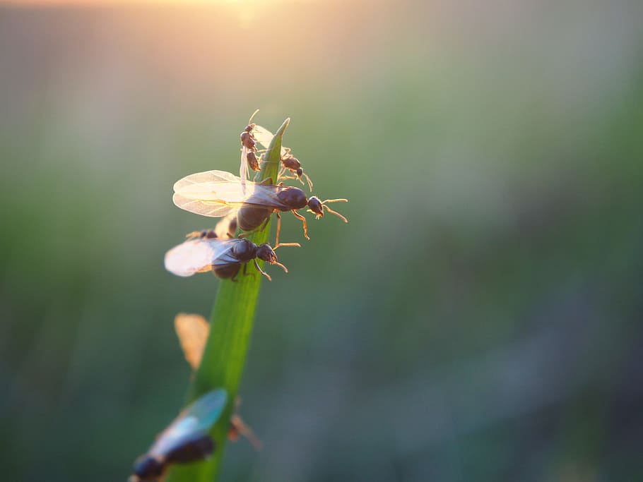 ant, flying ant, ants, insect, nature, close, garden, ant population, animal themes, invertebrate