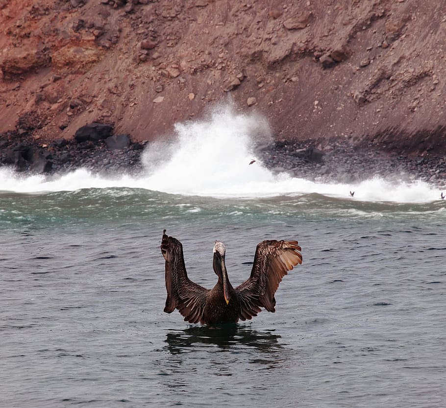 pelican, galapagos, islands, ecuador, bird, ocean, wings, water, animal, animal themes