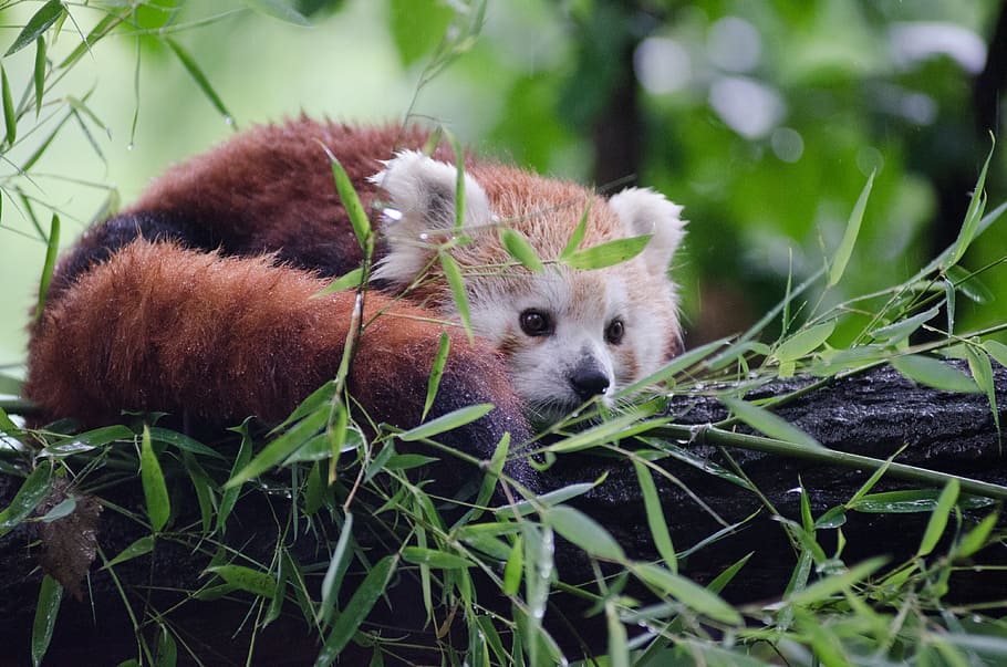 Panda vermelho, competição, agosto de 2015, panda, enrolado, árvore, log, um animal, temas animais, animal