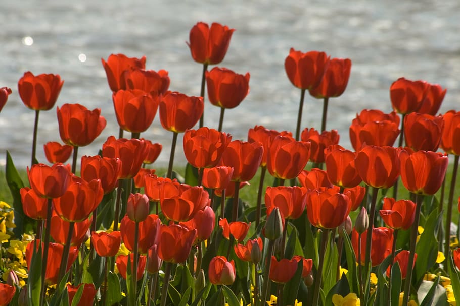tulipanes, descuentos de flores, primavera, Flor, planta floreciente, belleza en la naturaleza, fragilidad, vulnerabilidad, pétalo, planta