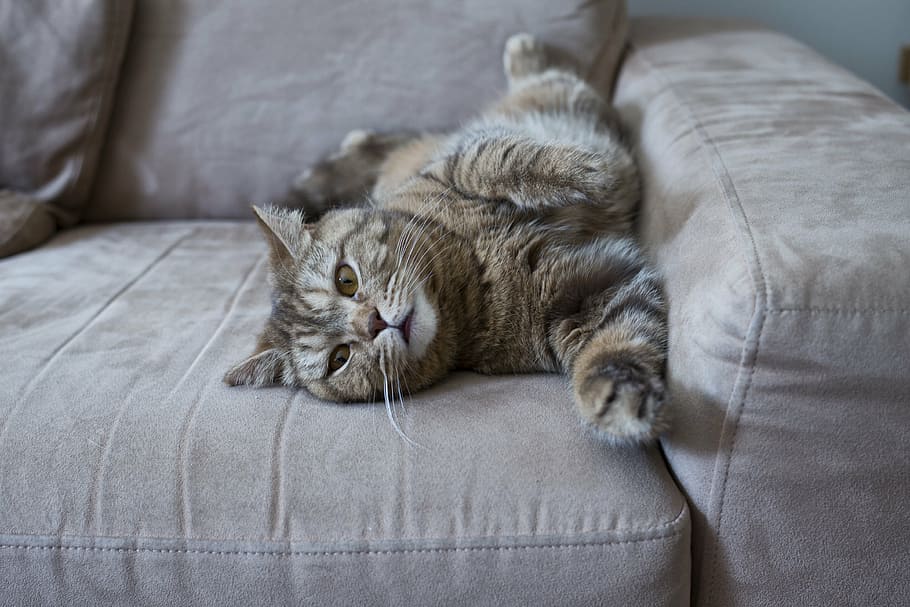 長い毛皮, 茶色, 猫のレイダウン, 布製ソファー, 猫, ソファー, 怠惰な猫, イギリスの猫, かわいい, 飼い猫