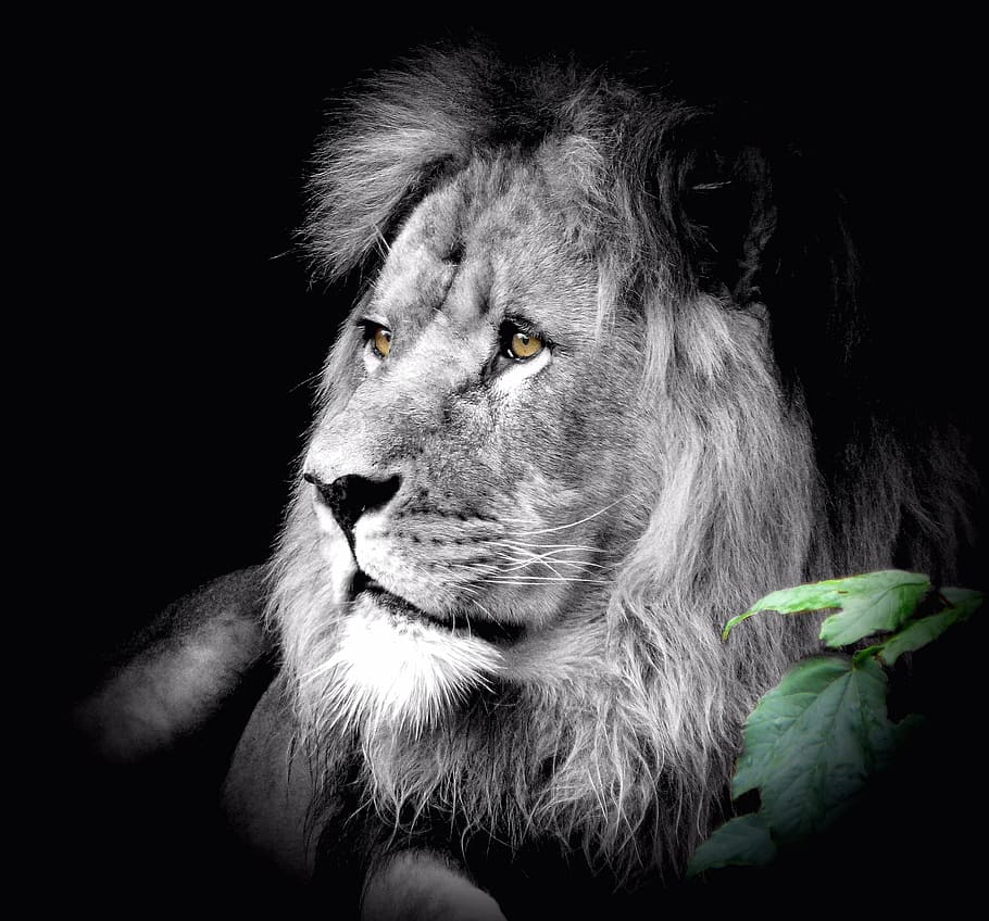 ライオングレースケール写真, 動物, ライオン, 猫, 動物園, 野生動物, 野生動物の写真, ワイルドキャット, 動物の世界, 1匹の動物