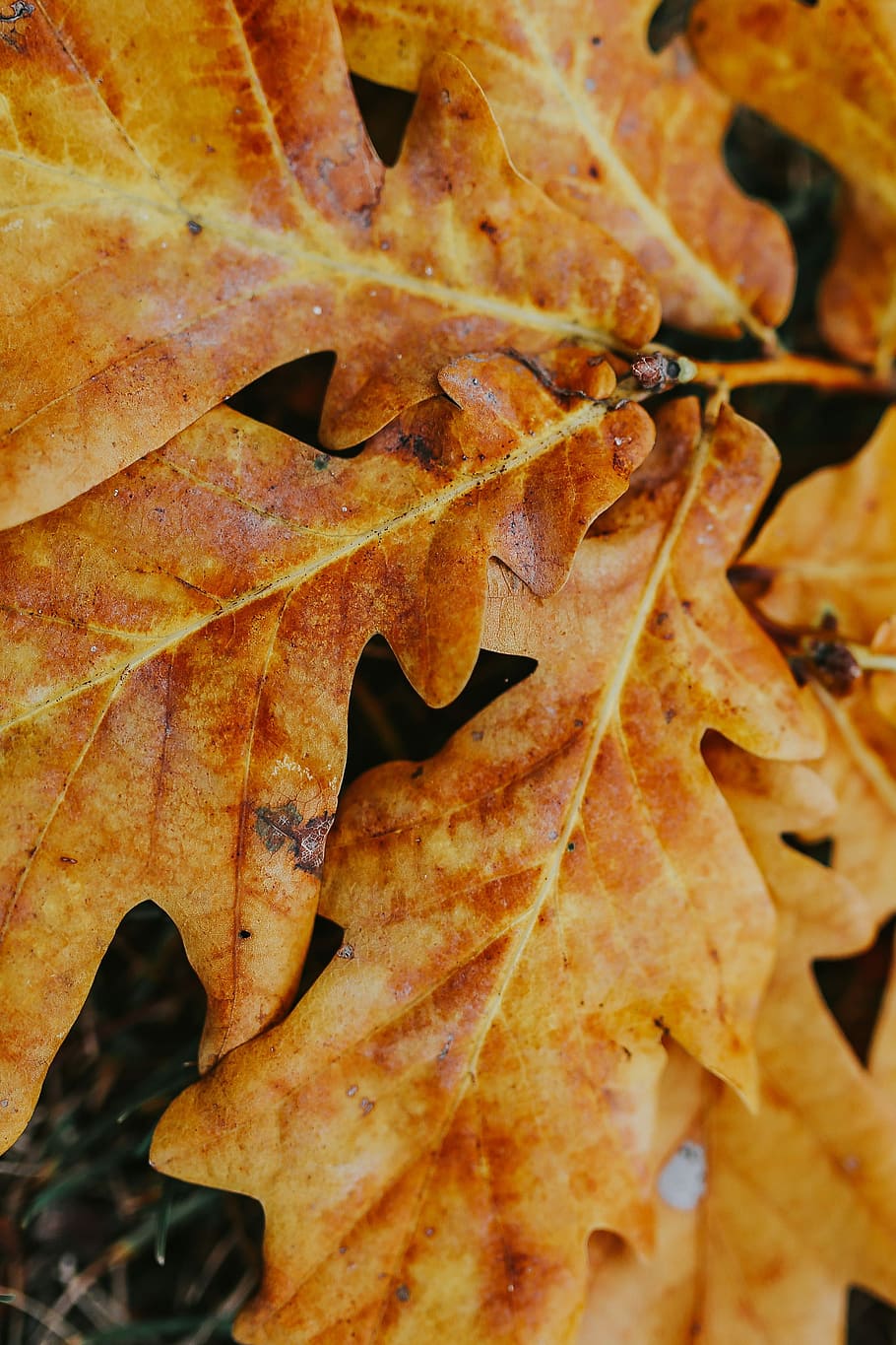 otoño, hojas, suelo, hojas de otoño, amarillo, móvil, teléfono inteligente, marrón, hoja, naturaleza