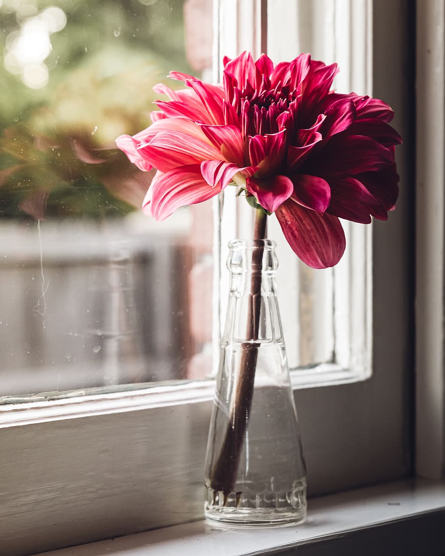 flower, vase, window, plant, glass, fresh, room, interior, decoration, daytime