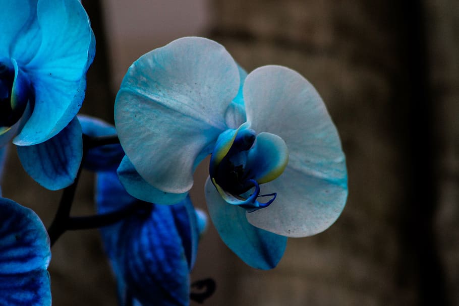 orquídeas traça azul e branco, flor, fechar, foto, orquídea, jardim, planta exótica, planta, flores, primavera