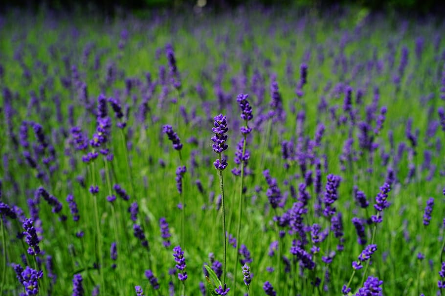 Lavender, Field, Flowers, lavender field, purple, wild plant, wildblue, lavender flowers, true lavender, narrow leaf lavender