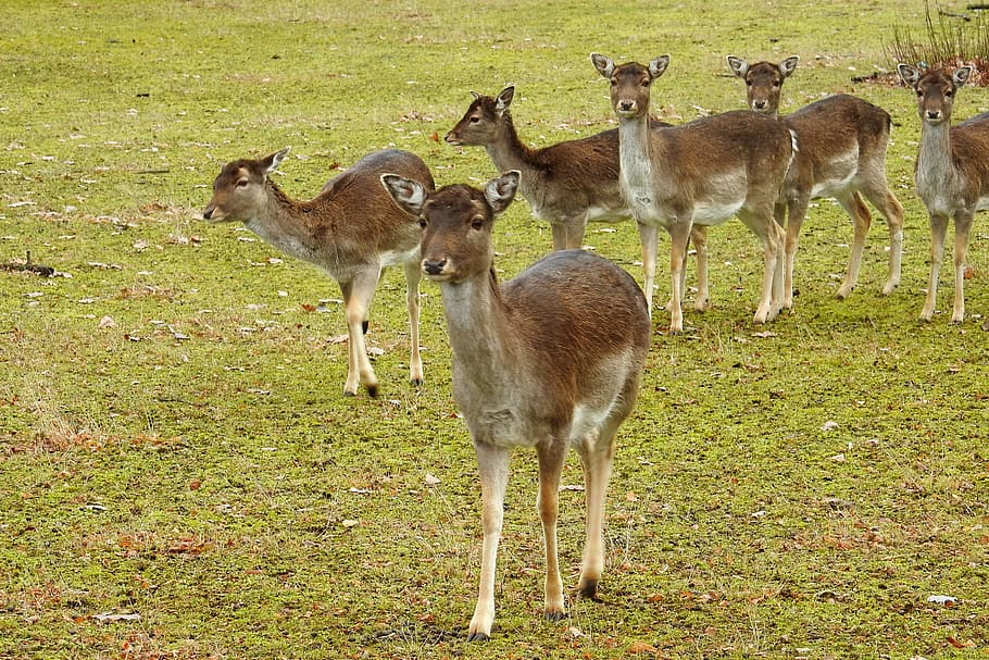 deer, forest, fallow deer, nature, wild, animals, mammals, elbaue, prettin, animal wildlife